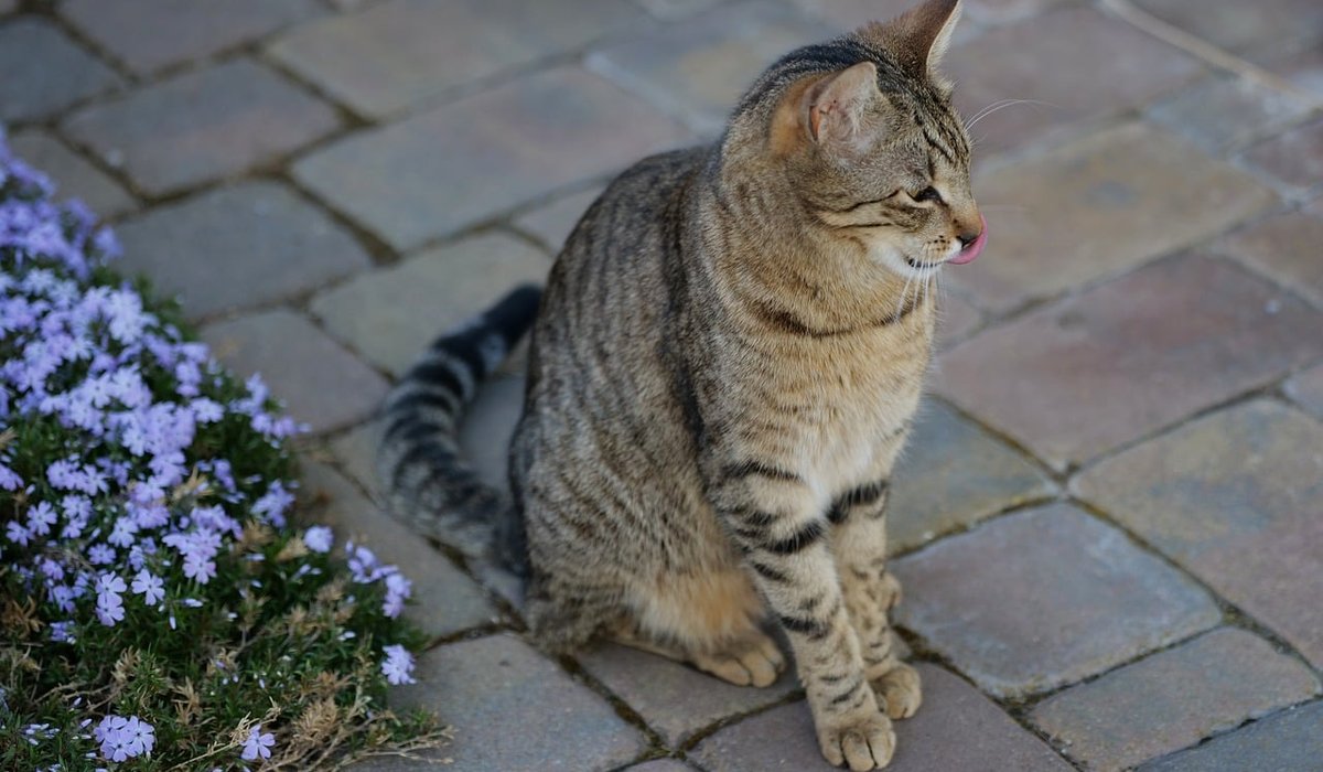 A Beginner's Guide to Sandstone Patio Paving