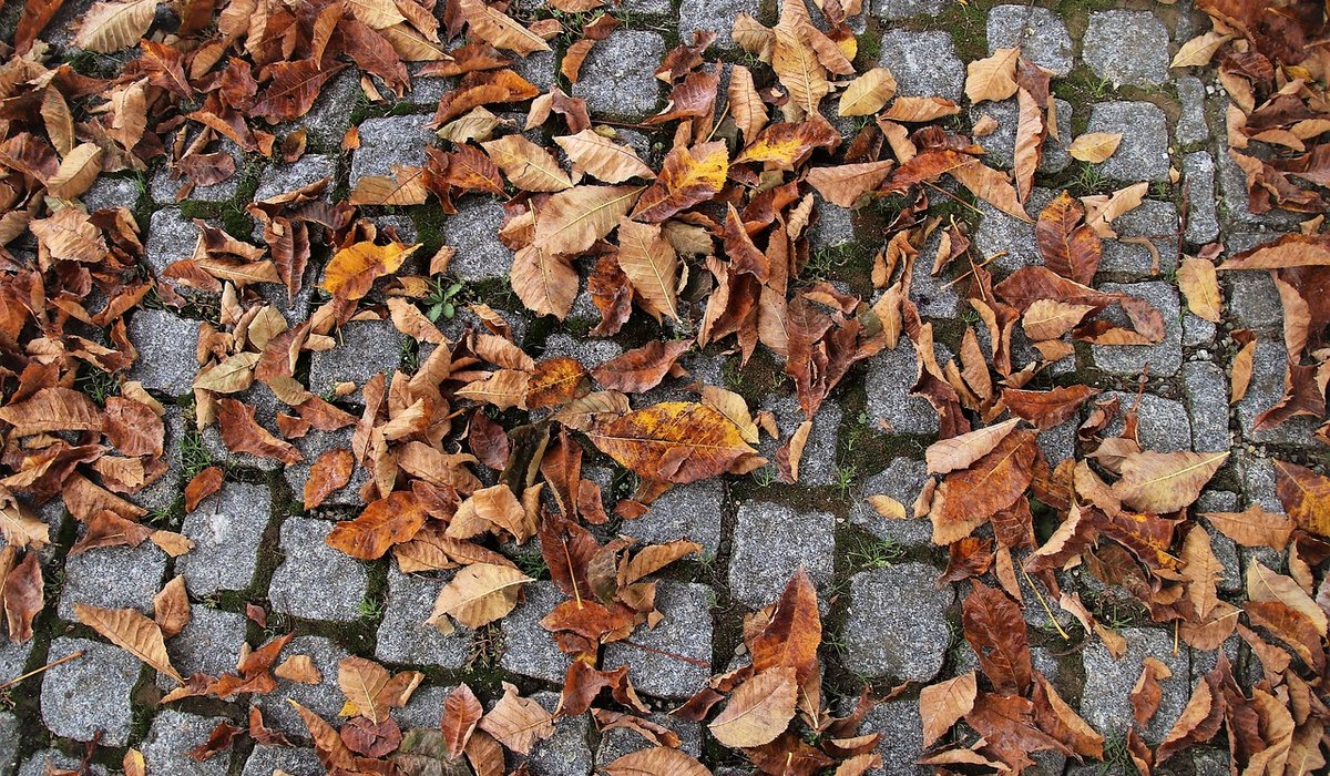 Pointing and Jointing Tips for Paving Surfaces